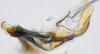 Aedeagus, lateral view: (Observation).