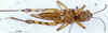 female, ventral view (paratype). Depicts CollectionObject 1576334; 531495cf-f083-44bc-92e1-c17e051876a5, a CollectionObject.