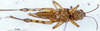 CollectionObject 1576334; 531495cf-f083-44bc-92e1-c17e051876a5: female, ventral view (paratype). (CollectionObject).