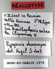 CollectionObject 1573941; dd150b6a-c2ae-42f6-8b4d-92f34807f3cb: male, labels (neoallotype). (CollectionObject).
