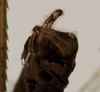 CollectionObject 1529751; 1255e2bd-868d-4468-ba24-8eb355a12ced: male cerci (holotype). (CollectionObject).