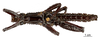 CollectionObject 1558736; 695dc27c-d78b-4c09-9608-1cde57ed85db: copyright MNHN, Paris. male, ventral view (syntype). (CollectionObject).