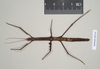 CollectionObject 1557779; NHMUK(SF IMPORT DUPLICATE) 845244, b5302473-0a3a-469d-93bd-4ffa740460f2: copyright Natural History Museum, London. female (holotype). (CollectionObject).