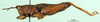 CollectionObject 1501239; 1d78f5f7-d185-4827-87e9-ed12890fc309, DORSA BA000802S01: male, lateral view (holotype of Ixalidium usambaricum). (CollectionObject).