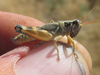 male (about 9 miles west of Bridgeport, Nebraska, 16 July 2020). Depicts Melanoplus lakinus (Scudder, 1878), an Otu.