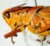 2012. male, head and pronotum, lateral view. Depicts CollectionObject 1564546; bc6fd94f-92f7-41cd-9a1a-7e71d50f5f7d, a CollectionObject.