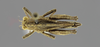CollectionObject 1590286; 85f651ed-64e1-474e-a4ff-a20968bb0b55: male, dorsal view. (CollectionObject).