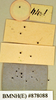 Oxyhaloa buprestoides (Saussure, 1862): Holotype, female, labels, reverse. BMNH(E)#878088. (Otu).