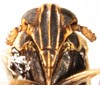 Head: !! display not done !! on Javesella (Javesella) pellucida (Fabricius, 1794): (Observation).