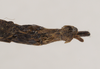 CollectionObject 1558491; NHMUK(SF IMPORT DUPLICATE) 845113, da0d62ff-91fa-4458-a25f-71e0b5f579fe: copyright Natural History Museum, London. female: end of abdomen, dorsal view (holotype). (CollectionObject).