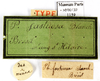 CollectionObject 1587220; MNHN(SF IMPORT DUPLICATE) MNHN-EP-EP1159, b912b6a5-8e3f-4496-bd01-5a56459d7ed6: CC BY-NC-ND 4.0/MNHN - Depraetere Marion - 2014. Syntype, male, of fastuosa Blanchard, 1837. Specimen number: MNHN-EP-EP1159. http://coldb.mnhn.fr/catalognumber/mnhn/ep/ep1159. (CollectionObject).