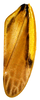 Forewing on Chilenana chilena DeLong & Freytag, 1967: Male [DZRJ]: forewing. (Observation).