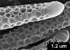 Brochosomes on Dichrophleps Stål, 1869: DP54 | Brazil, Amazonas, Coari, Rio Urucu, Petrobrás | 2/5/1992 | P. Buhrnheim, N.O. Aguiar, & N. Fe | DCMB | check! BR similar to Oncometopia. (Observation).