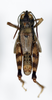 CollectionObject 1588503; 1a8e9e64-44e4-4537-90b2-8c2c3b659842: male, dorsal view. (CollectionObject).