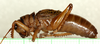 CollectionObject 2046394; dc000bcb-cf6c-48b0-bcb6-8dd6d3b7f6b7: male, lateral view (holotype). (CollectionObject).