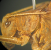 Kuwayamaea sapporensis Matsumura & Shiraki, 1908: male head and pronotum, lateral view. (Otu).