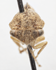 Head on Cyrtolobus griseus Van Duzee, 1908: (Observation).