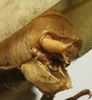 CollectionObject 1506757; 97b50063-313d-41ca-8bcc-95ac81dad82b: male cerci (holotype). (CollectionObject).