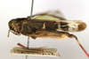 CollectionObject 1591324; a4b0bbf7-ad79-4513-ab8d-9817a5098096: male, lateral view (holotype). (CollectionObject).