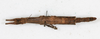 CollectionObject 1561594; NMW 60, 32e0ea99-11b4-4cd6-b71a-7954f1a5128b: copyright NMW. female, dorsal view (syntype). (CollectionObject).