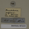 CollectionObject 1572968; c7a9e3a1-9144-4447-b85c-c4a45a068210: Copyright Natural History Museum, London. Labels from non-type (adult female) in BM(NH). (CollectionObject).