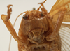 CollectionObject 1534495; 9b1b0528-4e5a-4385-9eea-a98325dda28b: female face (syntype of Mataeus orientalis). (CollectionObject).