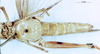 CollectionObject 1574925; 4d778cef-1c31-4771-84a8-29191f3b0d39: female, ventral view (paralectotype of Terpillaria picta). (CollectionObject).