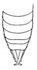 Enthephippion minutum (Rehn, 1920): Fig. 20 (after type). male abdomen tip, dorsal outline. (Otu).
