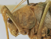 CollectionObject 1539775; b4797a1c-72f3-4213-ac57-10e0ac17fc21: male pronotum, lateral view (syntype). (CollectionObject).