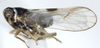 Habitus, lateral view: !! display not done !! on Chionomus puella (Van Duzee, 1897): (Observation).