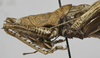 CollectionObject 1539588; c22f1f55-6164-4fb2-aee1-d368664ba291: male pronotum, lateral view. (CollectionObject).