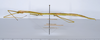 CollectionObject 1579412; 6c118a06-2a35-45a2-9e46-129f5e2d0fac: copyright ANSP. female, lateral view (paratype). (CollectionObject).