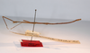 CollectionObject 1557732; 5b104d7d-9326-4b85-a238-e2e6b186c89f: copyright MNCN, Madrid. male, lateral view (syntype). (CollectionObject).;CollectionObject 1557733; 2a6b8945-348f-4230-9363-ba0f5bbe7296: copyright MNCN, Madrid. male, lateral view (syntype). (CollectionObject).