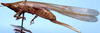 CollectionObject 1522226; ed86e844-8849-49ee-9911-9a0b81255be9: female, lateral view (holotype). (CollectionObject).