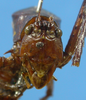 CollectionObject 1544439; 6dfcd56e-0989-4694-a481-df0b43db4c27: male face frontal view (holotype). (CollectionObject).