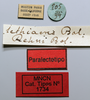 CollectionObject 1578628; 6236865b-562b-41e7-ac3f-4697a735ebcb: female, labels (paralectotype). (CollectionObject).