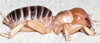 CollectionObject 2777610; ac41bc40-2901-4731-92be-d5bda780342f, CAS Entomology type 20166: (CollectionObject).
