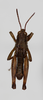 CollectionObject 1588508; 74598a73-8dd6-4a0a-b5be-a8d374b2f4c5: male, dorsal view. (CollectionObject).