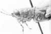 Rehnuciera elegantula (Rehn, 1916): female, head and pronotum, lateral view (holotype). (Otu).