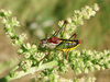 CollectionObject 1578018; 85627804-0377-485f-a623-99b3edde18af: male. (CollectionObject).