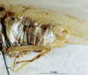 CollectionObject 1503385; MBBJ 3226103, f04c11d9-df60-4275-9fef-4e706b09e97d: male cerci. (CollectionObject).