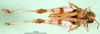 CollectionObject 1571074; 1cbe6d82-b330-4400-a9ed-21a6ed6a6aa0: female, dorsal view (paralectotype). (CollectionObject).