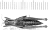 CollectionObject 1525187; c00c1457-1421-4021-81f8-ecaf2a960e28: female, dorsal view (allotype). (CollectionObject).