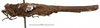 CollectionObject 1572231; 3d40b64d-830c-4349-8472-0d94a9f8166c: female, lateral view (paralectotype). (CollectionObject).