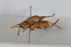 CollectionObject 1505573; d6cf464d-97e0-4b8e-81a9-007331000598: Female, lateral view (syntype). (CollectionObject).