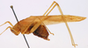 male, lateral view (holotype). Depicts CollectionObject 1517272; ba7d7768-a0bc-464d-8ee7-1bbaa8481d8c, a CollectionObject.
