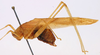 CollectionObject 1517272; ba7d7768-a0bc-464d-8ee7-1bbaa8481d8c: male, lateral view (holotype). (CollectionObject).