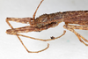 CollectionObject 1559087; NMW 216, 1d2ad33e-903b-4178-9a0a-f130a5b84d6b: copyright NMW, Vienna. female: head, lateral view (syntype). (CollectionObject).