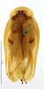 CollectionObject 1587330; MNHN(SF IMPORT DUPLICATE) MNHN-EP-EP1351, d7a2f360-047d-4539-964b-ac34916636ff: CC BY-NC-ND 4.0/MNHN - Depraetere Marion - 2014. Holotype, male, of lineata Grandcolas, 1994. Specimen number: MNHN-EP-EP1351. http://coldb.mnhn.fr/catalognumber/mnhn/ep/ep1351. (CollectionObject).