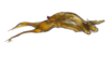 Aedeagus, lateral view: !! display not done !! on Cumora (Cumora) Oman, 1938: n.sp. AR 1: (Observation).